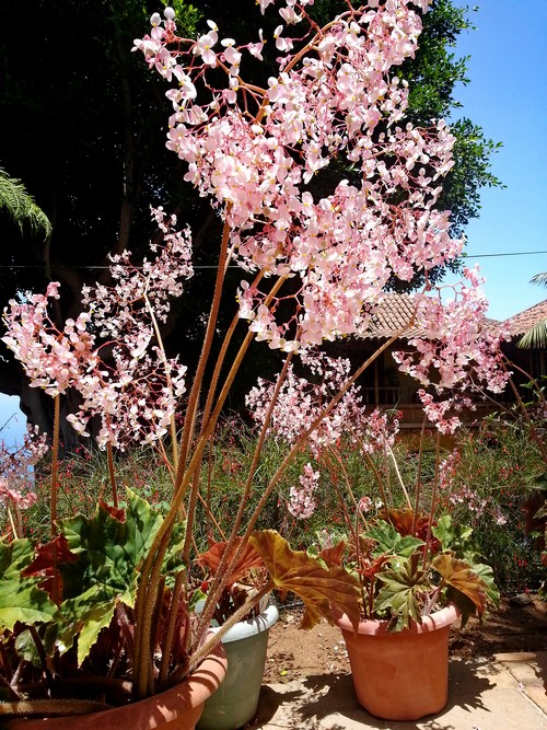 Blumen im Cuadra Restaurant500