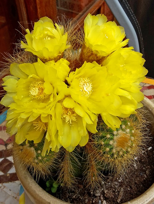 Kaktus im topf2500