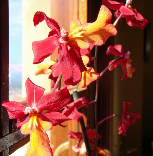 orchidee rot500