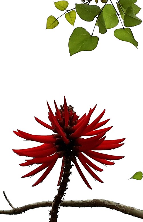 rote Blume am Baum500