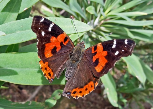 roter Schmetterling500