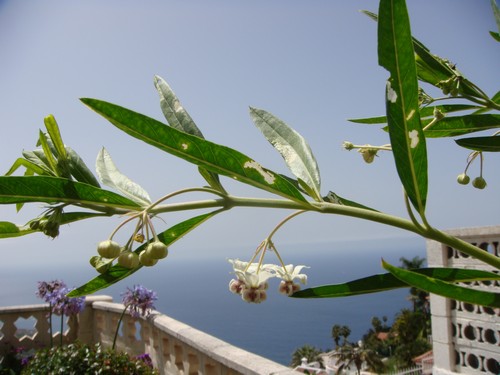 weiße Blüten der Asclepias500