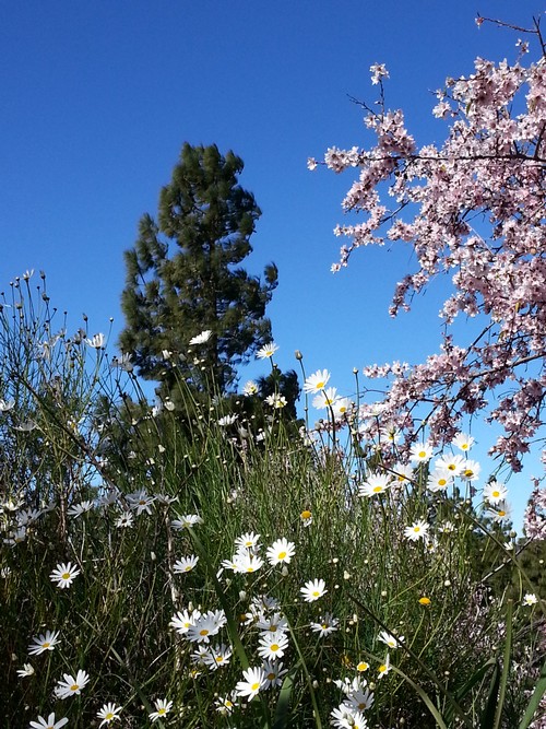 Blumen und Mandeln500