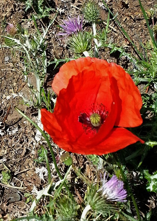 Mohn und lila500