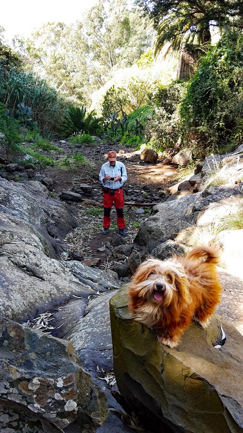 Tegueste Schlucht500