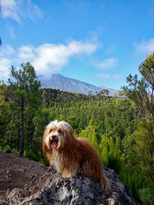 Teide500