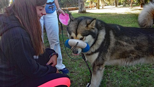 keiko frisbee 2500