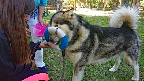 keiko frisbee 3500